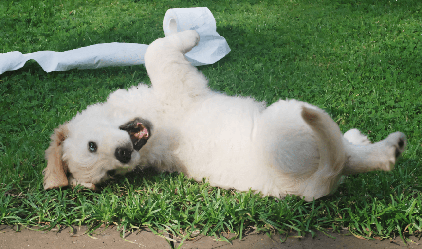 DOG WASTE CLEANUP